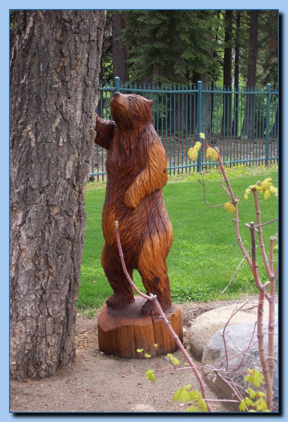 1-57 bear leaning on tree